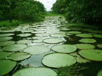 Excurso Rio Negro 3D/2N